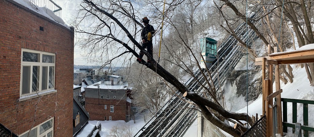 Gestion Arboriculture | 1934 Av. Lapierre, Québec, QC G3E 1L6, Canada | Phone: (581) 997-5958