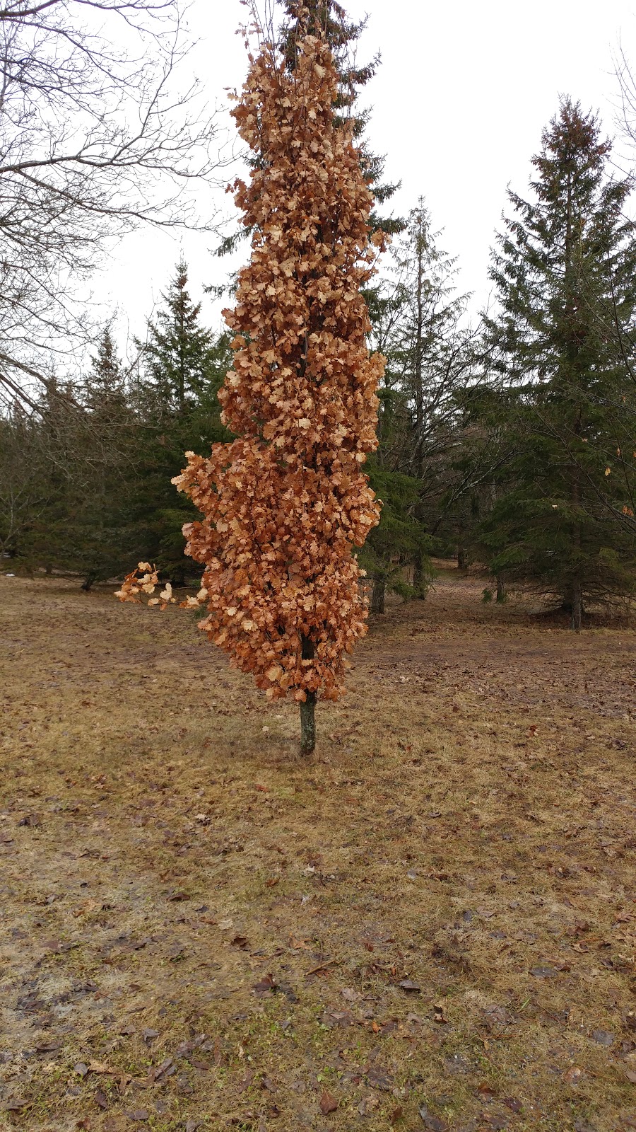 Parc Noe Ponton | Boulevard de lUniversité, Sherbrooke, QC J1K, Canada