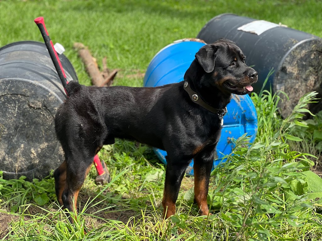 Rottweiler Vom Meer | 305 Mnt du Ruisseau Norton, Sainte-Clotilde-de-Châteauguay, QC J0L 1W0, Canada | Phone: (514) 775-4592