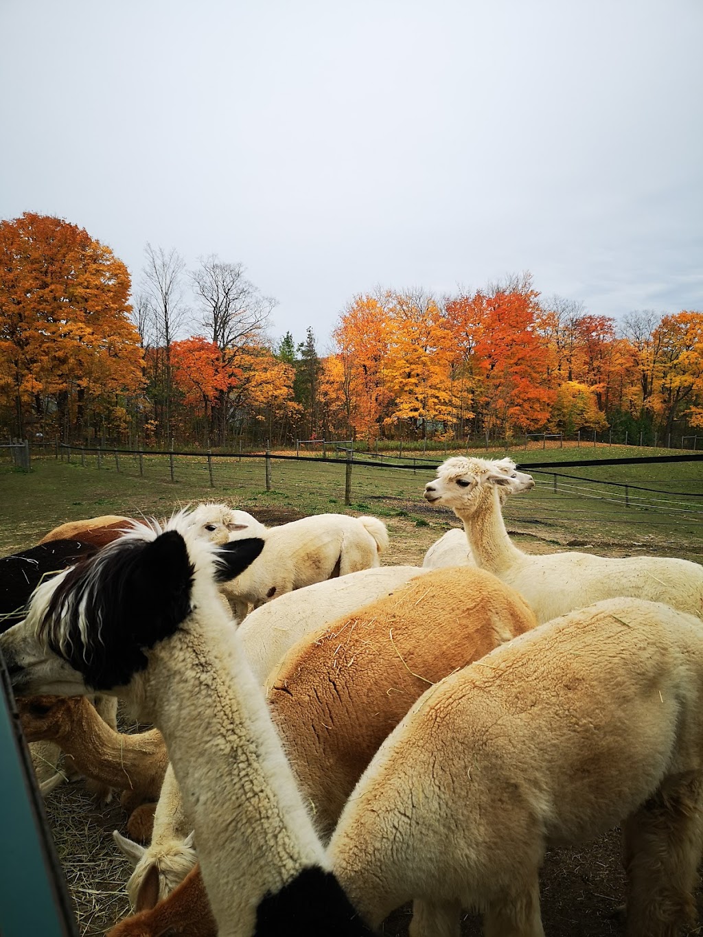 Twistlane Alpacas | 1570 Concession 3 Rd, Goodwood, ON L0C 1A0, Canada | Phone: (416) 818-7841