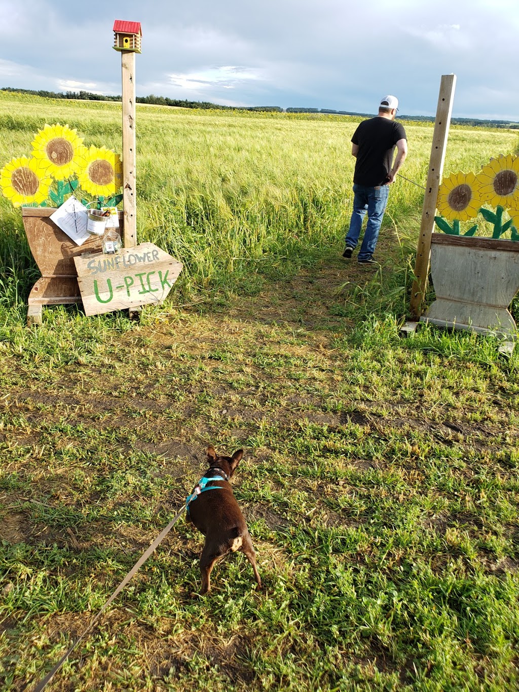 Old MacDonald Kennels | RR 235, Ponoka County, AB T4J 1R1, Canada | Phone: (403) 783-7447