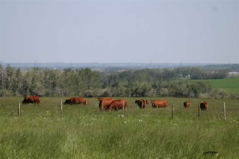 Hahn Angus Meat Market | 22525 Township Rd 514, Sherwood Park, AB T8C 1H5, Canada | Phone: (780) 991-1355