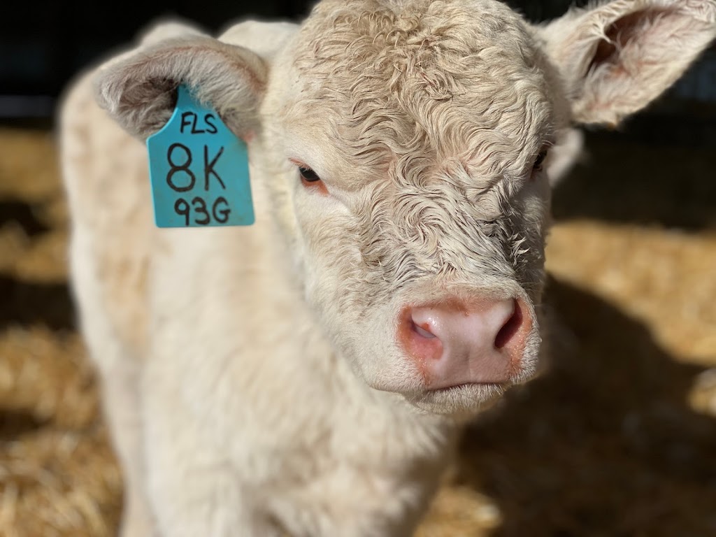 C2 Charolais | Box 237, La Rivière, MB R0G 1A0, Canada | Phone: (204) 242-4448