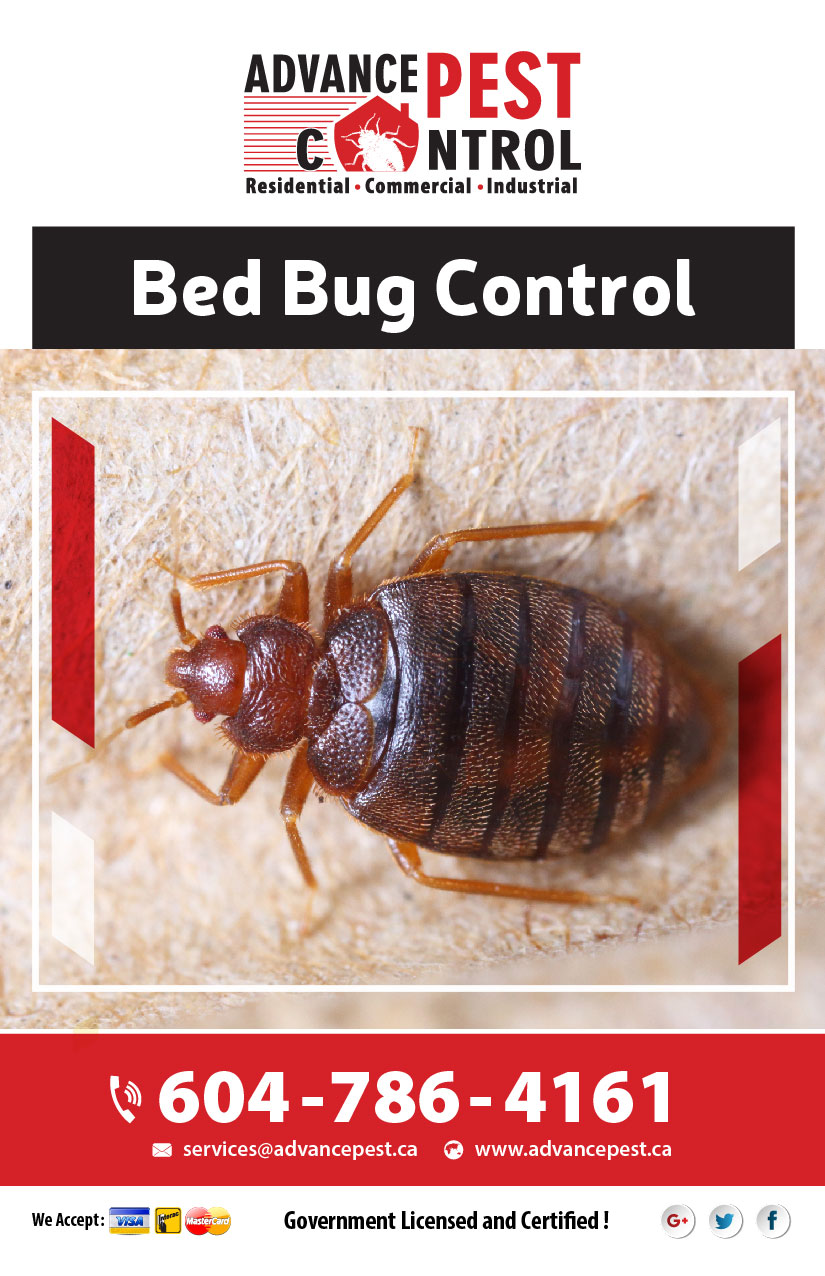 Advance Pest - Pest Control Coquitlam/Port Coquitlam | 2067 Concord Ave, Coquitlam, BC V3K 1K4, Canada | Phone: (877) 457-3297