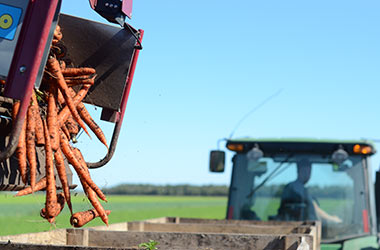 Ferme Beltaire Inc | 160 Chemin des Petites-Terres, Yamachiche, QC G0X 3L0, Canada | Phone: (819) 340-0006