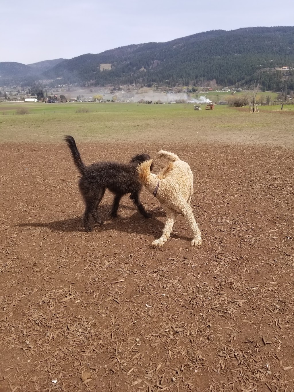 Mutrie Dog Park | 3985 Mutrie Rd, Vernon, BC V1T 9C8, Canada