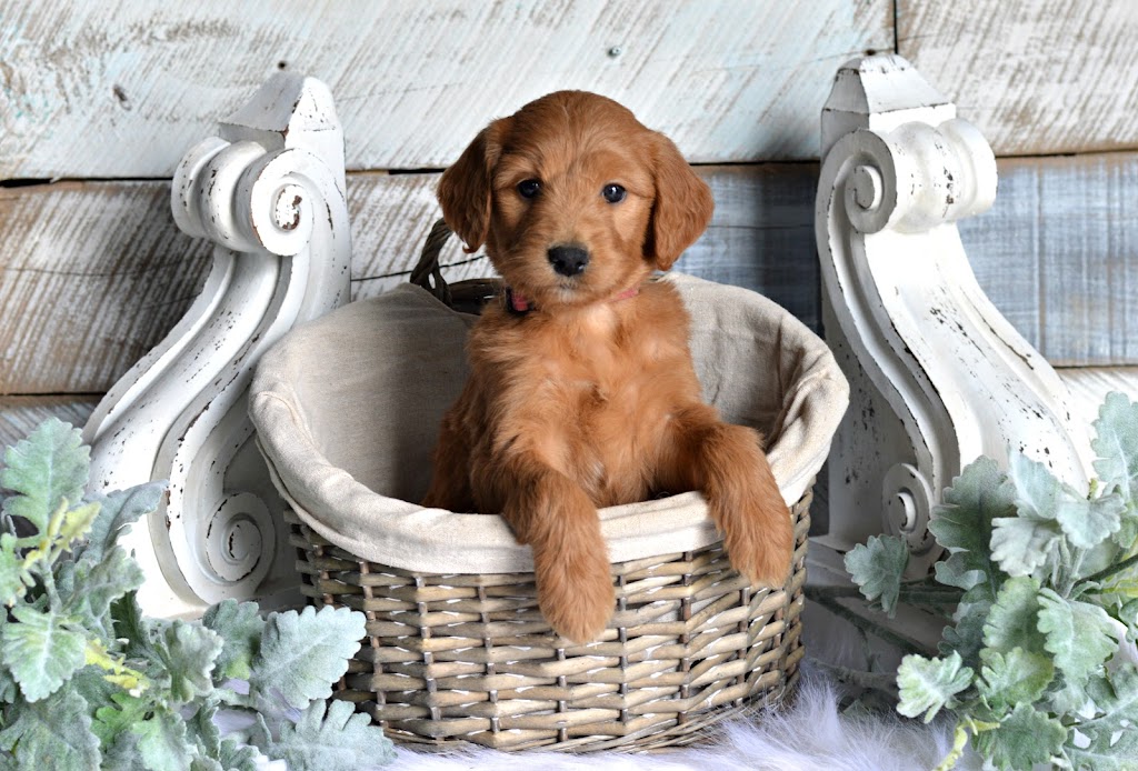 Fox Hollow Goldendoodles | 121097, Side Rd 12, Tara, ON N0H 2N0, Canada | Phone: (519) 502-0966