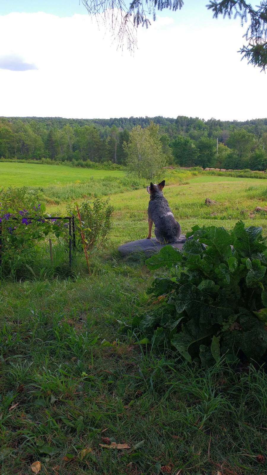 Fromagerie Caitya | 1023 QC-210, Sawyerville, QC J0B 3A0, Canada | Phone: (819) 889-2958