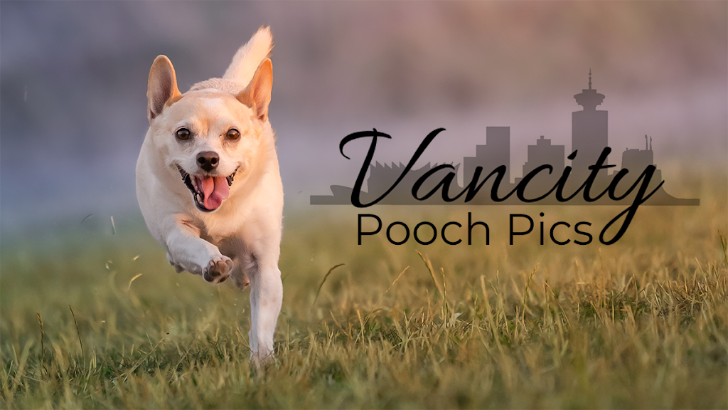 Vancity Pooch Pics | 1475 Riverside Dr, North Vancouver, BC V7H 1V6, Canada | Phone: (604) 837-1579