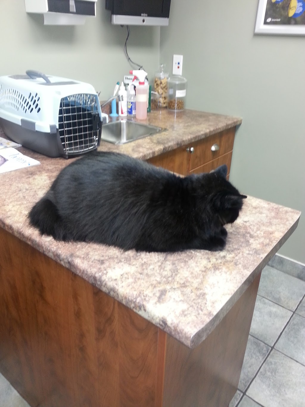 Newcastle Veterinary Clinic | 108 King Ave W, Newcastle, ON L1B 1H7, Canada | Phone: (905) 987-3816