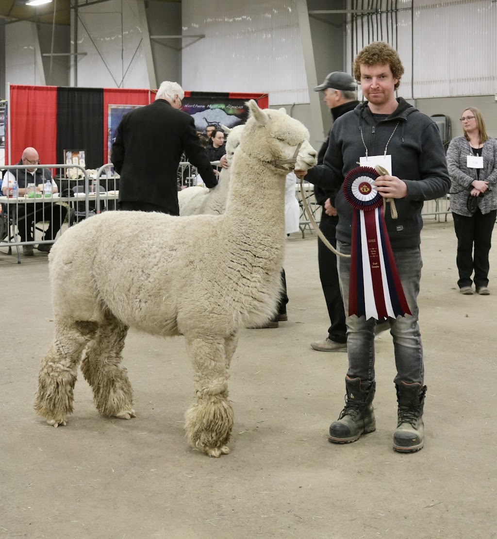 Caley Alpacas | 48027 RR213, Camrose, AB T4V 1X8, Canada | Phone: (780) 781-0198