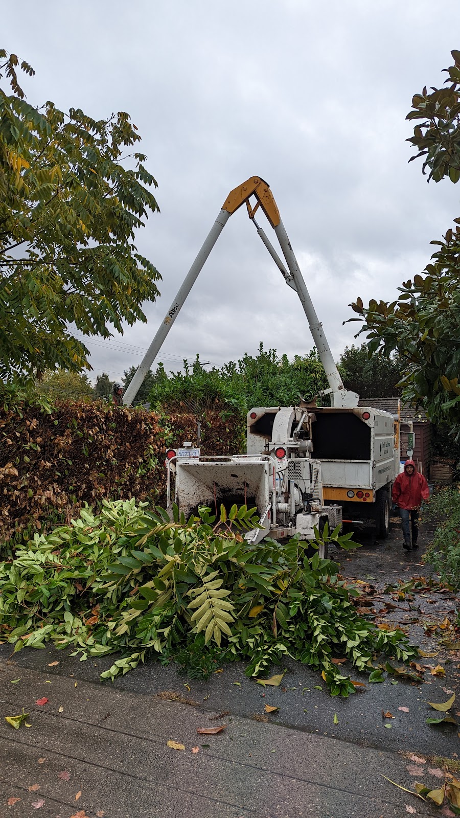 Davids Tree Service | BC Parkway, New Westminster, BC V3L 5L1, Canada | Phone: (604) 526-4850