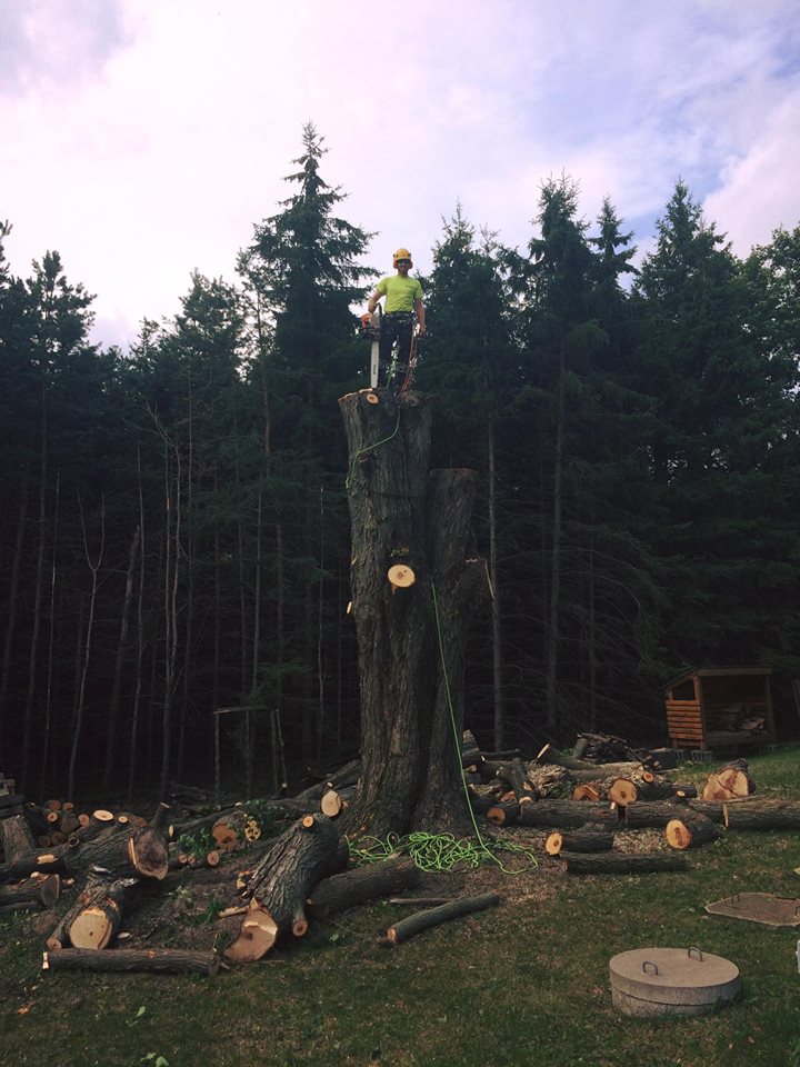 Deans Tree Care | 796191 3rd Line E, Mulmur, ON L9V 0H2, Canada | Phone: (416) 843-4200