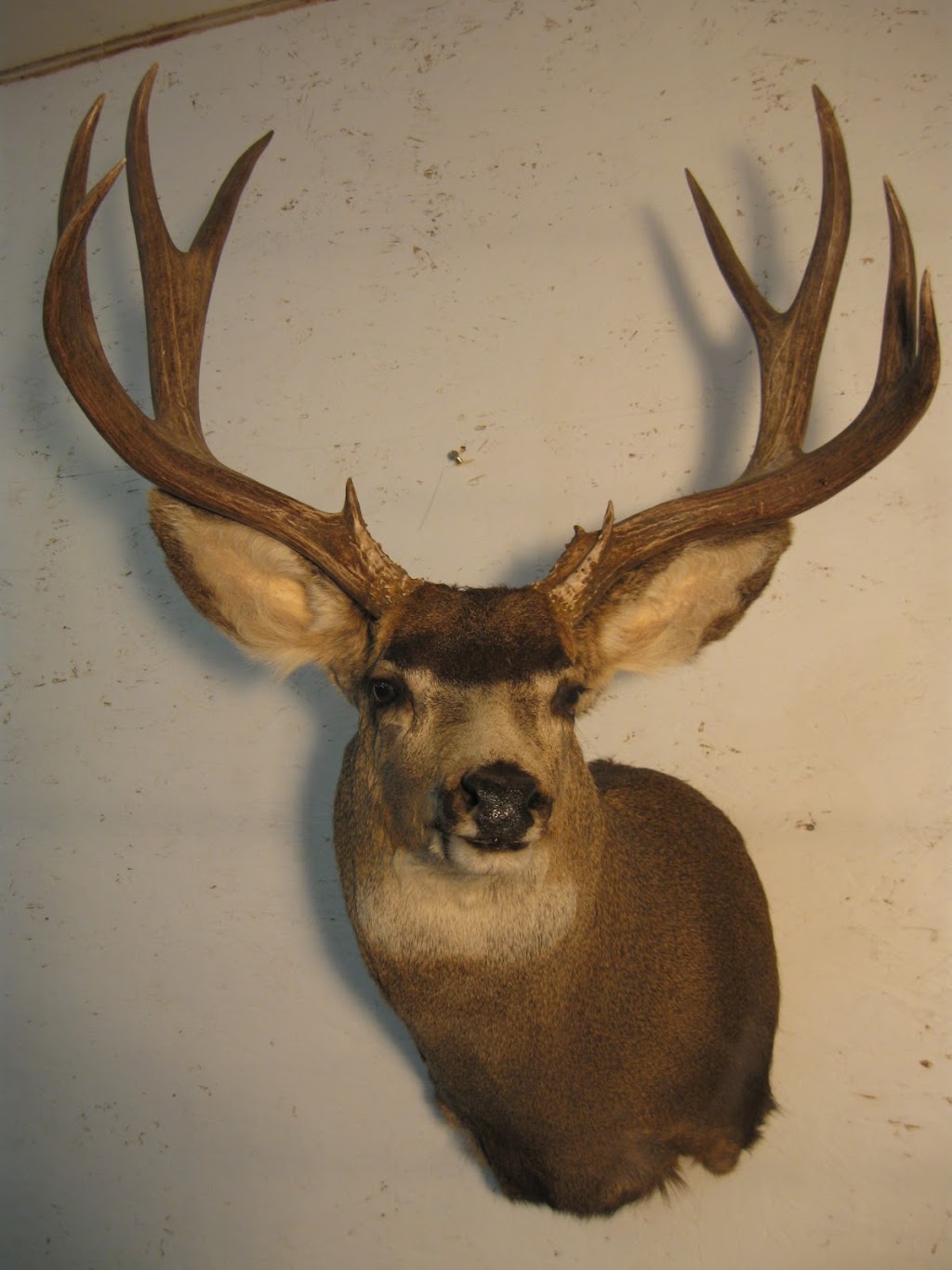 Hunters Taxidermy | 39048 Range Road 22 - 0, Erskine, AB T0C 1G0, Canada | Phone: (403) 352-7030