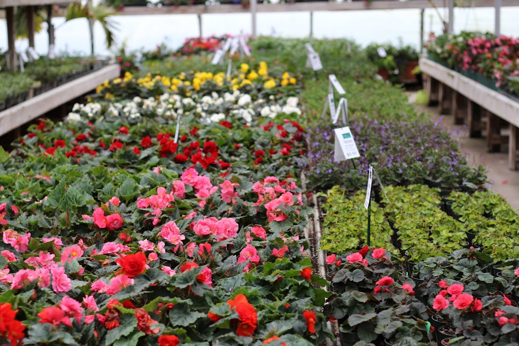 Listowel Greenhouses | 7877 Perth Road 164 R.R 2, Listowel, ON N4W 3G7, Canada | Phone: (519) 291-2434