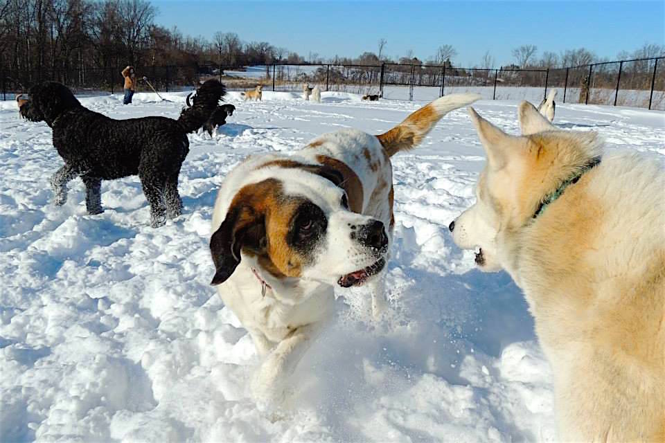 Dogs at Camp GTA - 100 Acres - Hiking & Swimming! | 20850 Marsh Hill Rd, Uxbridge, ON L9P 1R3, Canada | Phone: (905) 862-0273