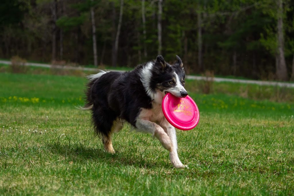 Frisbee Canin Laurentides | 4465 Chemin de la Gare, Labelle, QC J0T 1H0, Canada | Phone: (819) 216-0562