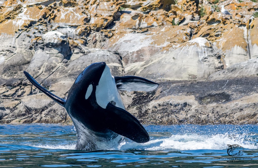 Mayas Legacy Whale Watching | #14 Cannery Landing 8507, Friday Harbor, WA 98250, USA | Phone: (360) 378-7996