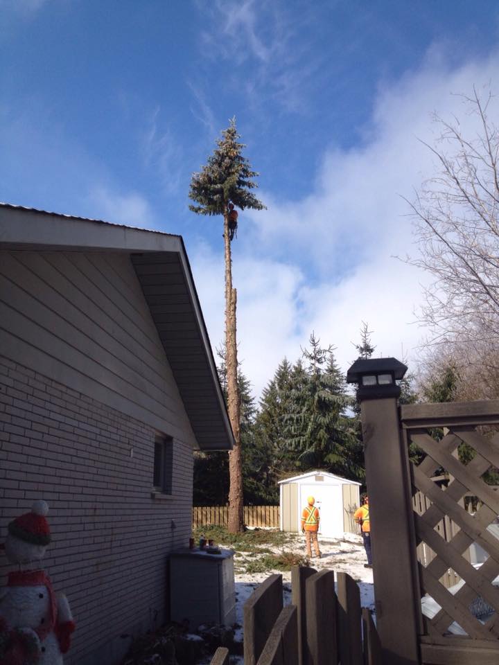Beckett Tree Service | 318754, Grey Rd 1, Owen Sound, ON N4K 5N4, Canada | Phone: (519) 375-6274