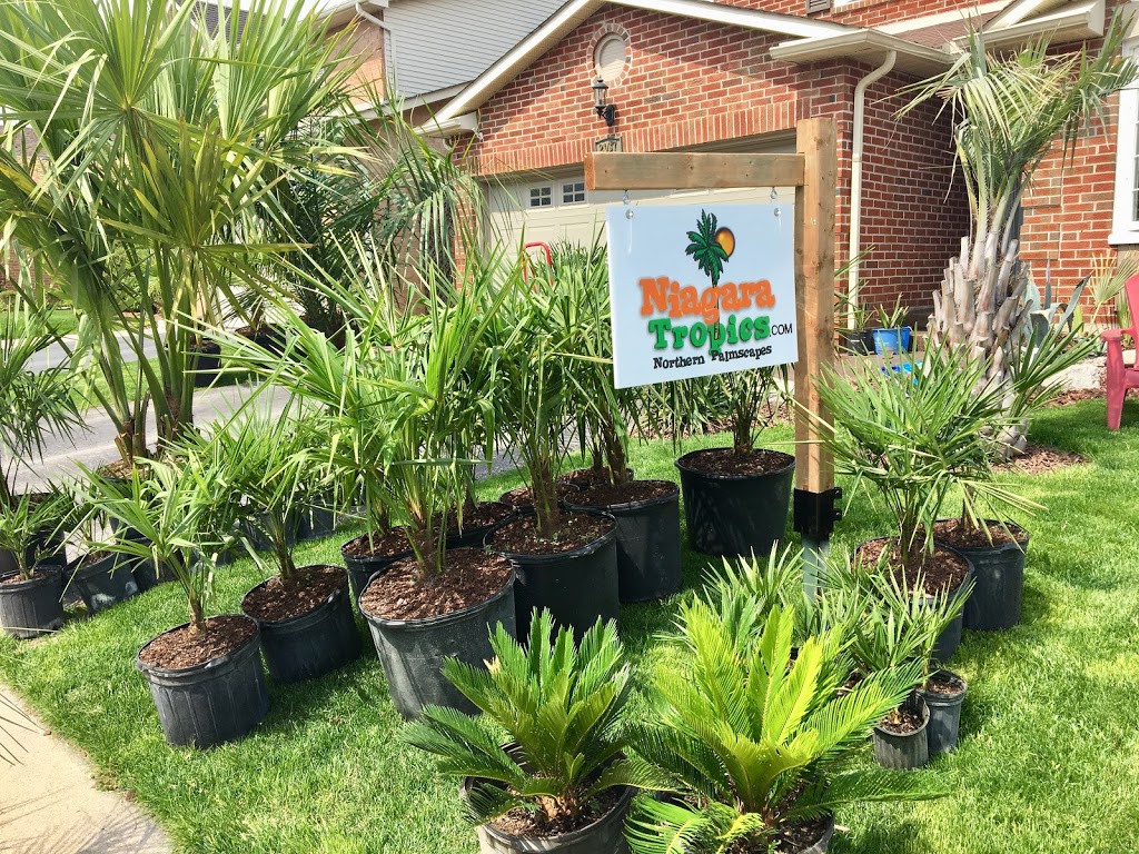 Niagara Tropics - Cold Hardy Palm Trees and Landscaping Nursery | 124 Loretta Dr, Virgil, ON L0S 1T0, Canada | Phone: (289) 362-2819