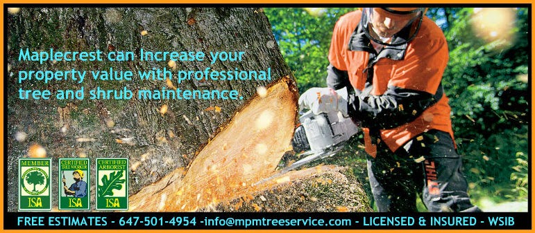 Maplecrest Tree Services | 8988 Webster Rd, Glencairn, ON L0M 1K0, Canada | Phone: (647) 501-4954