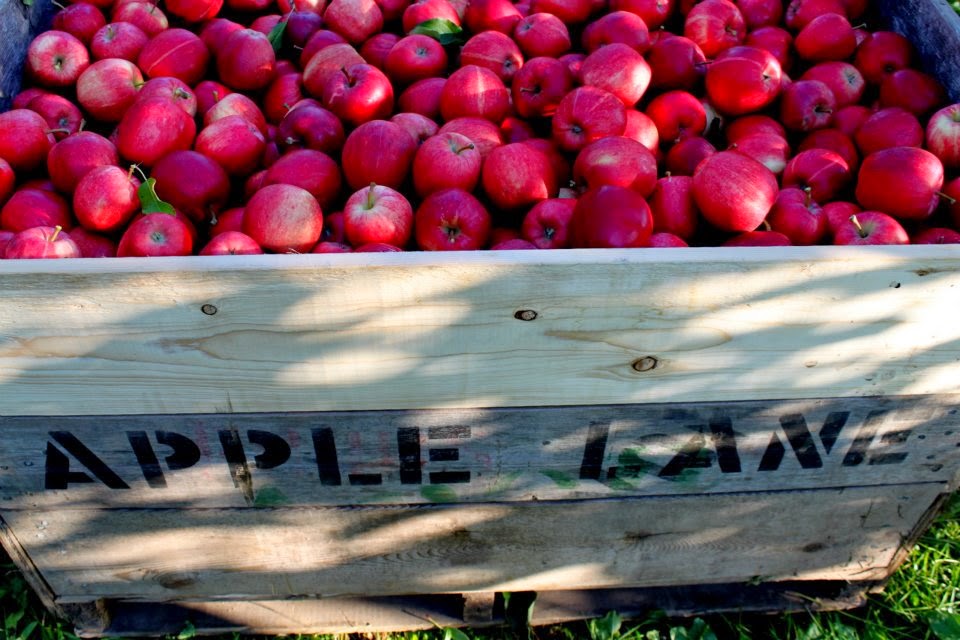 Apple Lane Farm | 54 Prospect Rd, Berwick, NS B0P 1E0, Canada | Phone: (902) 538-7376