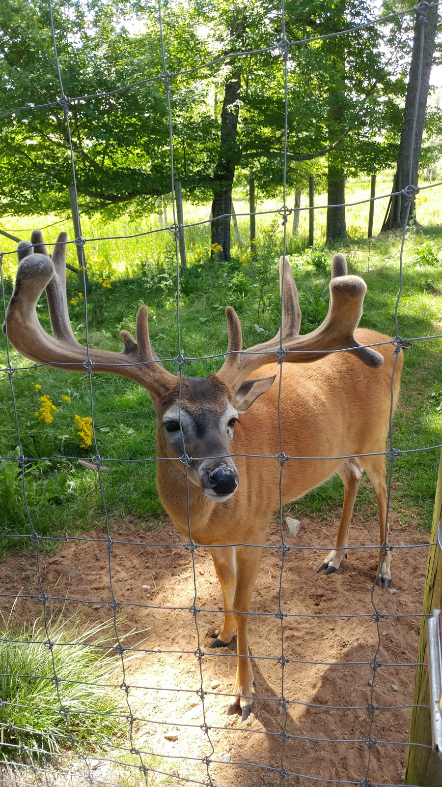 Shubenacadie Provincial Wildlife Park | 149 Creighton Rd, Shubenacadie, NS B0N 2H0, Canada | Phone: (902) 758-2040