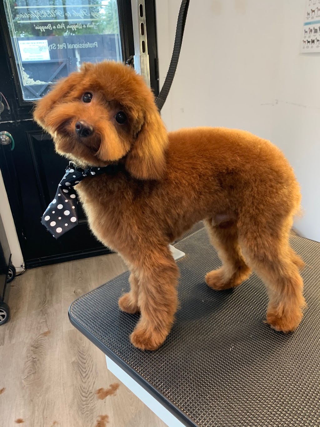 Doggy Style to PURRfection Dog and Cat Grooming Langley | 3742 204 St, Langley, BC V3A 1X4, Canada | Phone: (778) 903-0063