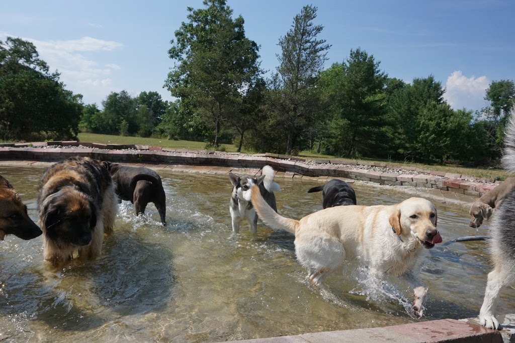 Thousand Islands Dog Resort | 1490 2, Kingston, ON K7L 4V1, Canada | Phone: (613) 546-6414