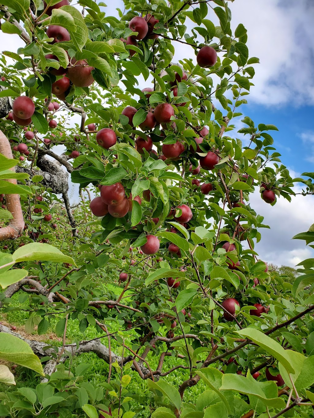 Bostwicks U-Pick Apples | 3469, NB-845, Long Reach, NB E5S 1X5, Canada | Phone: (506) 763-2943