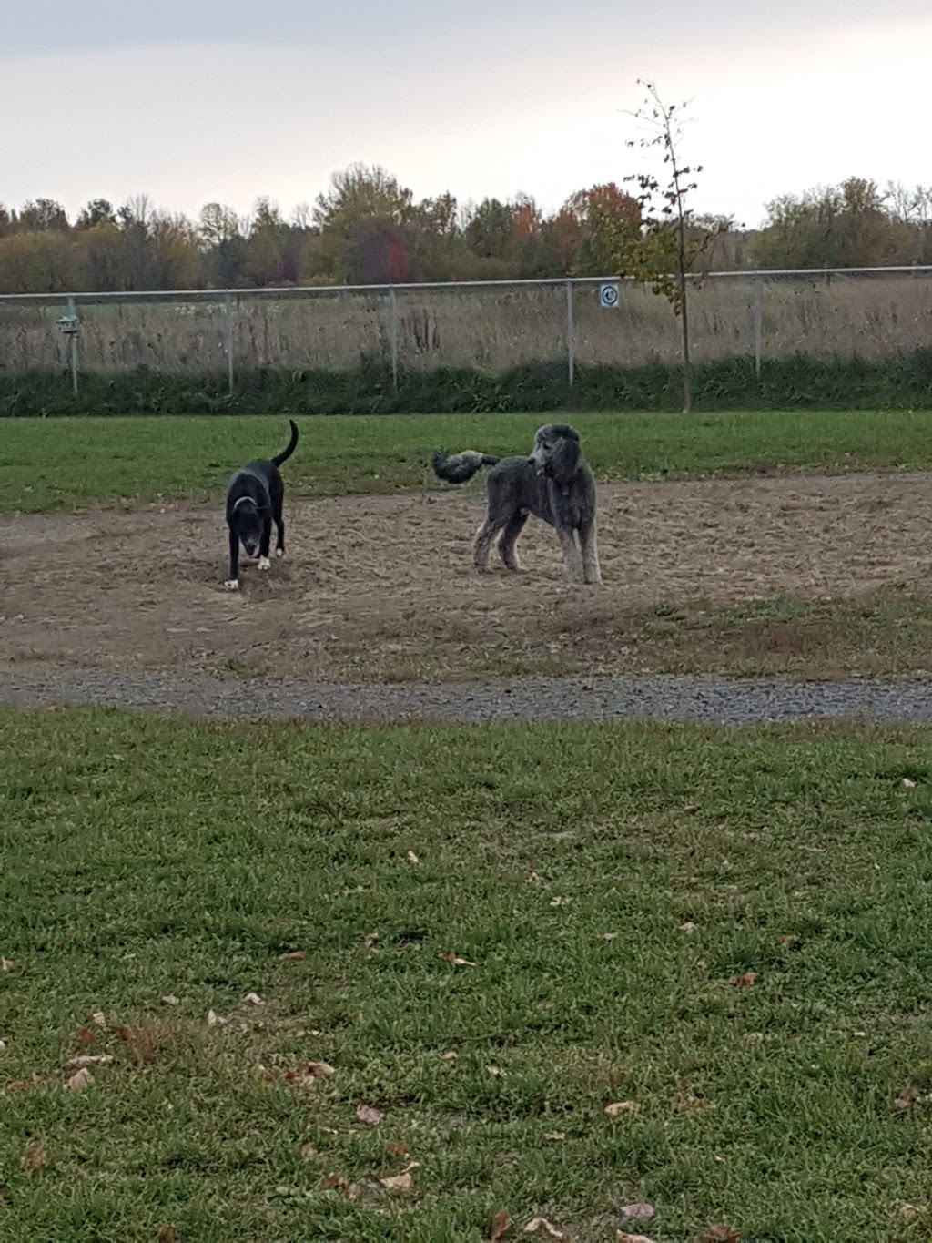 Parc canin Dog Park | 550 Notre Dame St, Russell, ON K4R 1E5, Canada | Phone: (613) 443-3066