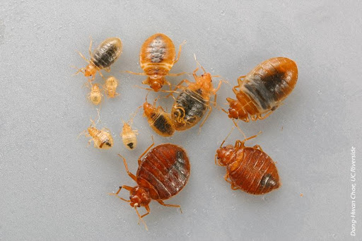 Ottawa Bed Bug Heat Treatment Rental Co-Op | 282 Shakespeare St, Vanier, ON K1L 5M4, Canada | Phone: (613) 296-2221