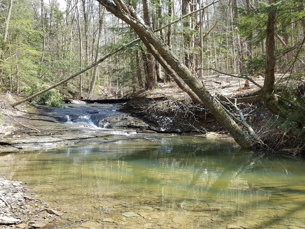 Larkin Woods/Franklin Gulf County Park Trailhead | 9998 Larkin Rd, Eden, NY 14057, USA