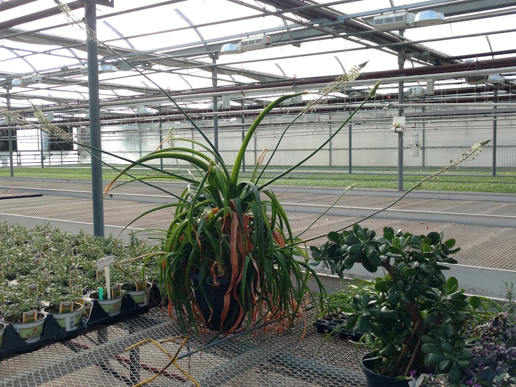 Jefferys Greenhouses Inc | 1036 Lakeshore Rd W, St. Catharines, ON L2R 6P9, Canada | Phone: (905) 934-0514