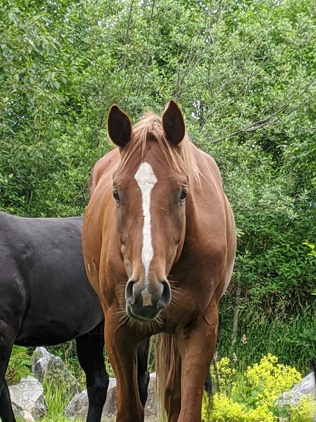 Second Chance Cheekye Ranch | 60001 Squamish Valley Rd, Brackendale, BC V0N 1H0, Canada | Phone: (604) 892-4461