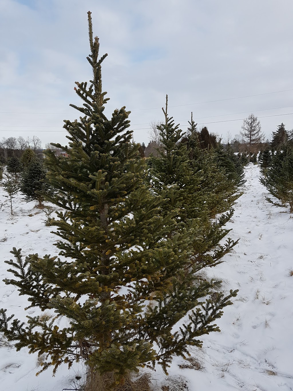 Spademan Tree Farm | 545 Durham Regional Rd 21, Port Perry, ON L9L 1B5, Canada | Phone: (905) 985-7291