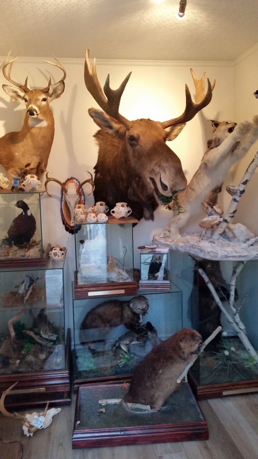 Abeille Taxidermiste Enr | 5640 Boulevard Kimber, Saint-Hubert, QC J3Y 2Z2, Canada | Phone: (450) 445-0835