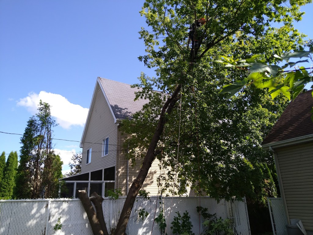 Les Arboristes Grimpeurs | Rue Mazur, Rawdon, QC J0K 1S0, Canada | Phone: (450) 833-1998