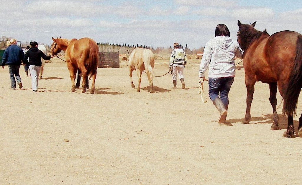 Cartier Farms Equine Assisted Learning | White Star Rd RR4, Spruce Home, SK S6V 5R2, Canada | Phone: (306) 980-5507