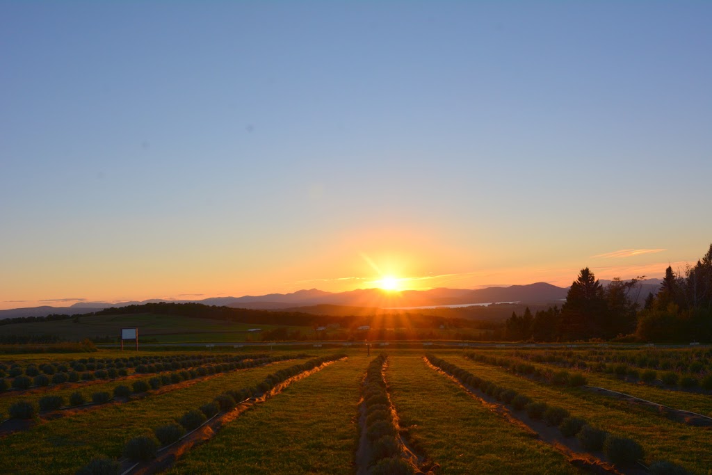 Lavender Essentials of Vermont | 2103 Herrick Rd, Derby, VT 05829, USA | Phone: (802) 323-3590