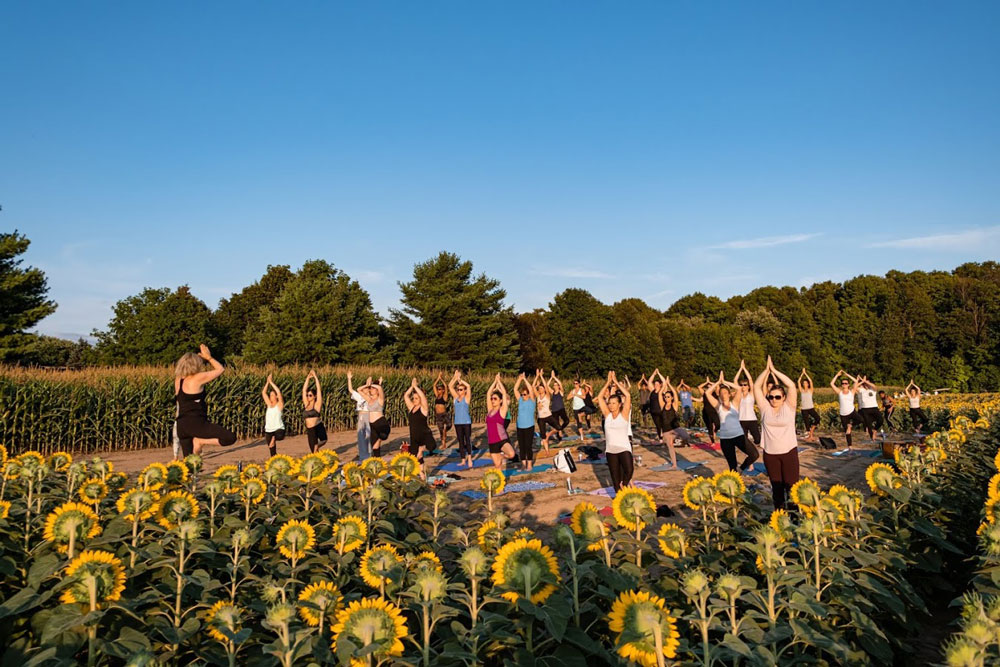 Toronto Sunflower Fields and Festival | 15770 Mountainview Rd, Caledon, ON L7C 2V2, Canada | Phone: (905) 965-8201