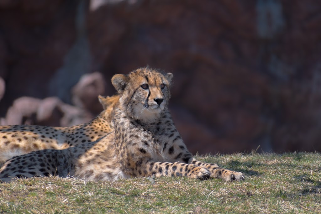 Cheetah Exhibit | 2000 Meadowvale Rd, Scarborough, ON M1B 5K7, Canada | Phone: (416) 392-5929