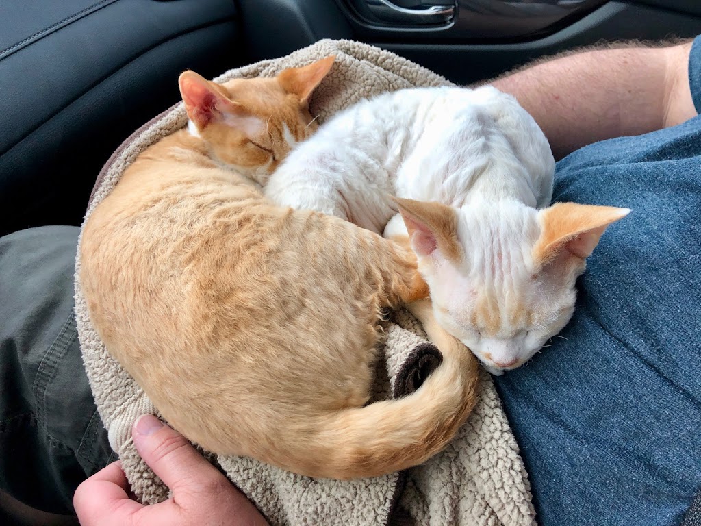 CURLY PRIDE Devon Rex Cattery (Toronto, ON) | 35 Cedarcroft Blvd, North York, ON M2R 2Z4, Canada