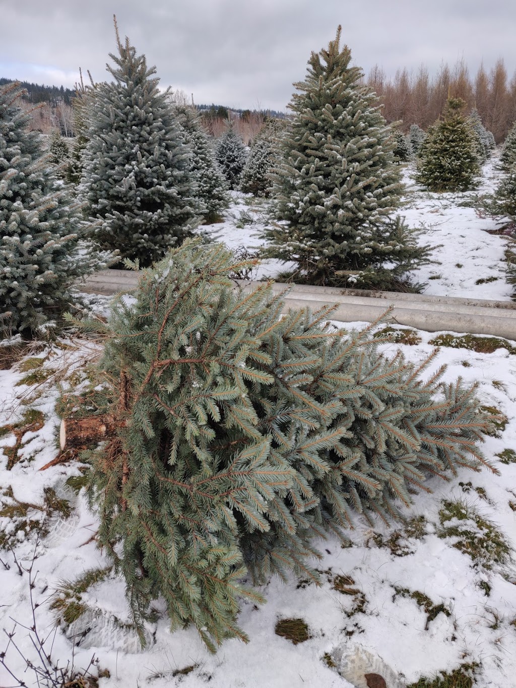 Woodward Christmas Tree Farm | 5505 Westsyde Rd, Kamloops, BC V2B 8N5, Canada | Phone: (250) 579-8739