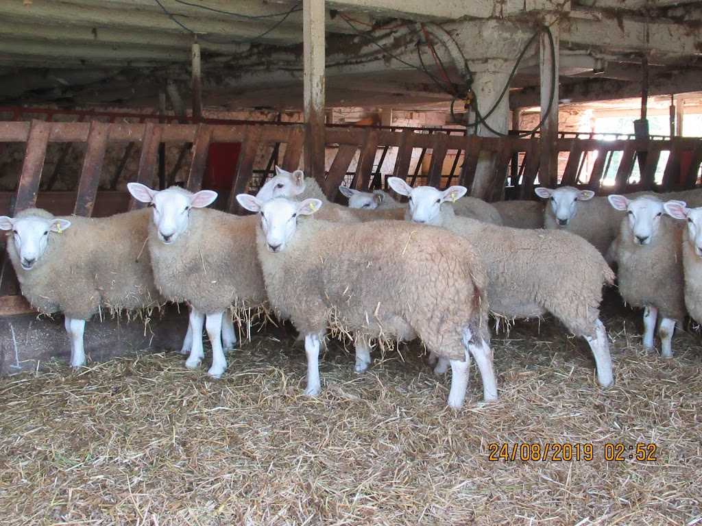 Double S Sheep Ranch | LCD MAIN 418476 CONC A, Owen Sound, ON N4K 5N3, Canada | Phone: (519) 371-3453