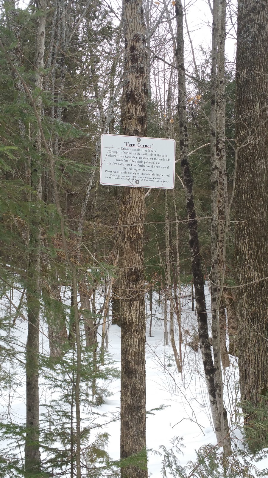 Fern Corner, Emily Tract | Kawartha Lakes, ON K0L 2W0, Canada