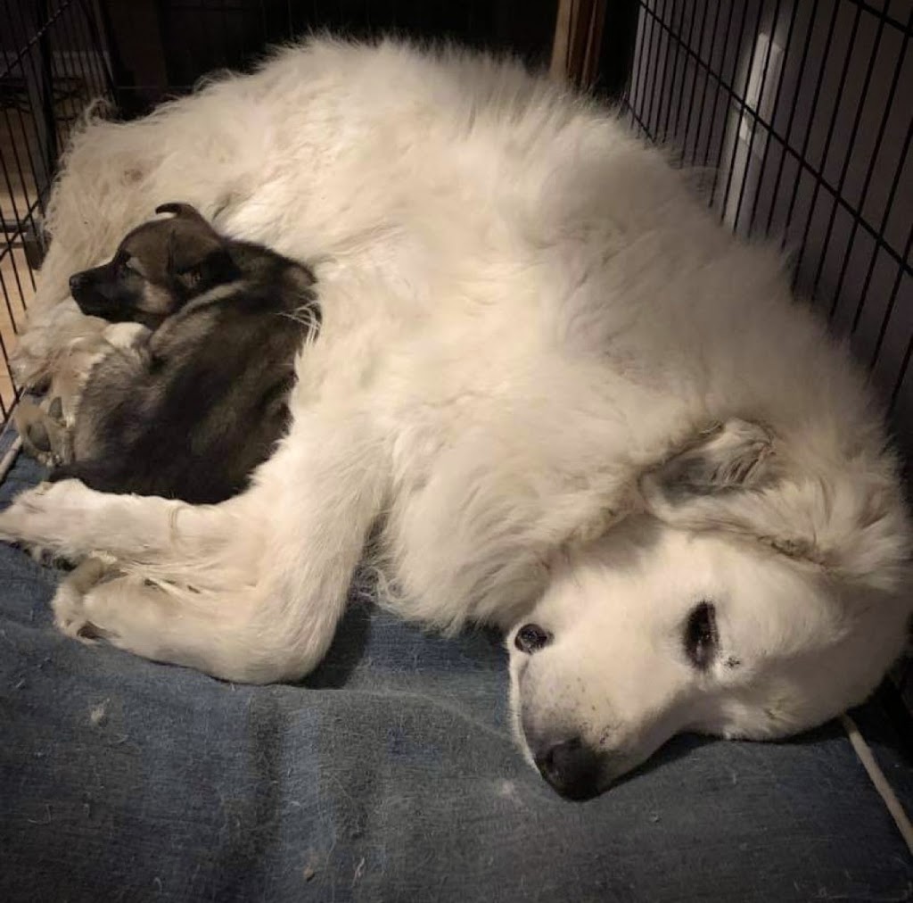 Manitoba Great Pyrenees Rescue | 20 Main St S, New Bothwell, MB R0A 1C0, Canada | Phone: (204) 771-8045