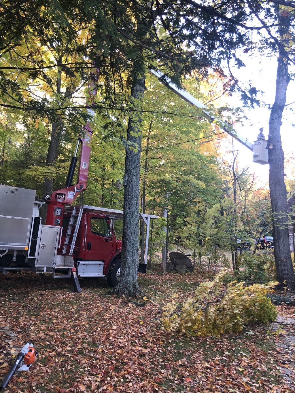 Lyles Tree Service | Thomas Rd, Colborne, ON K0K 1S0, Canada | Phone: (905) 355-5252