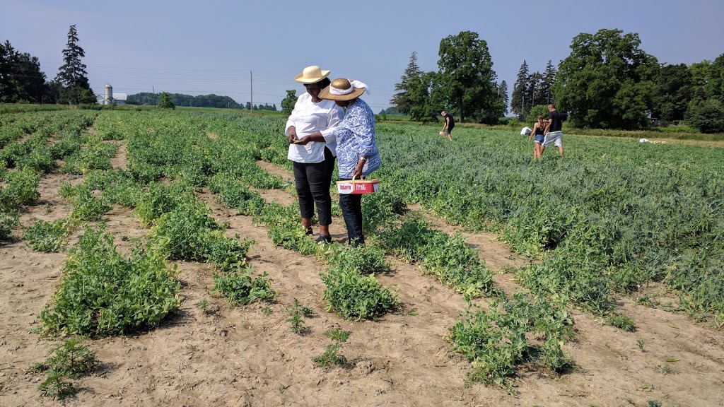 Murphys Country Produce | 2040 Guyatt Rd, Binbrook, ON L0R 1C0, Canada | Phone: (905) 692-5733