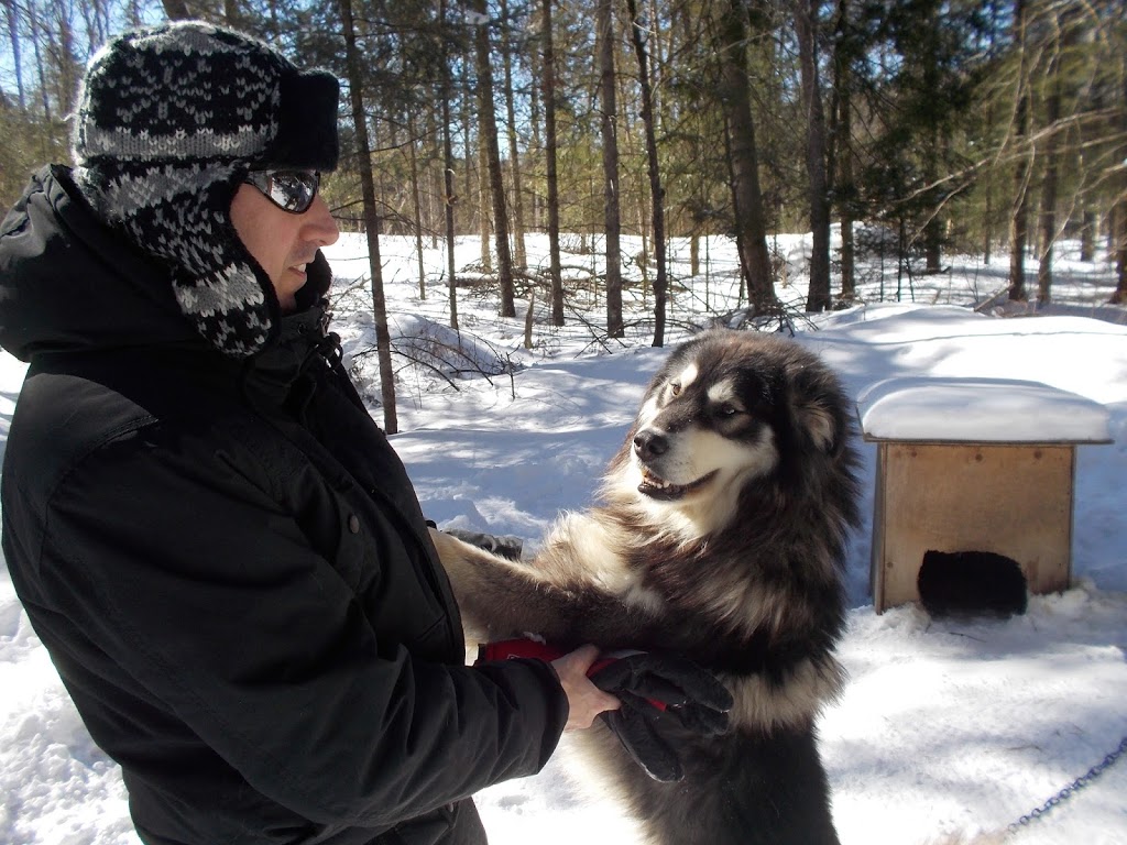 Alaskan Aventure | 77 Chemin de la Montagne, Barkmere, QC J0T 1A0, Canada | Phone: (819) 425-1787